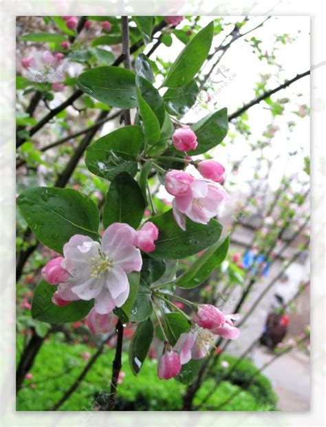 海棠花季節|海棠花